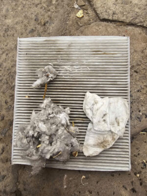 Lóc gió động cơ ô tô bị chuột làm tổ