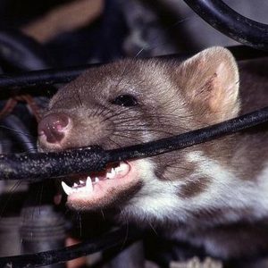 Quây Chống Chuột Ô Tô Volvo XC60